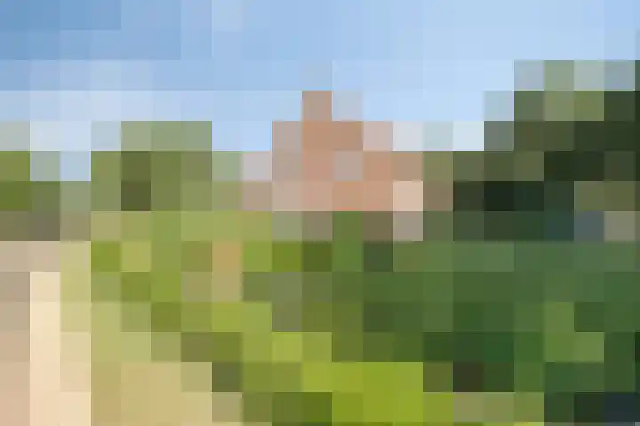 Zandberg 9 Maasbree thumbnail 5