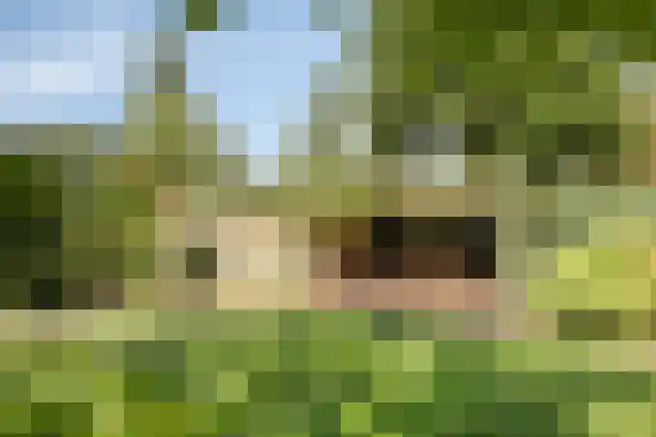 Zandberg 9 Maasbree thumbnail 51