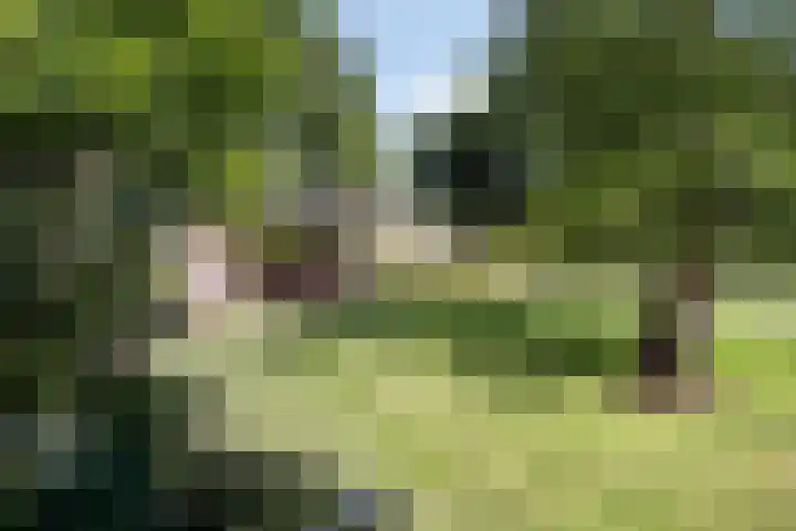Zandberg 9 Maasbree thumbnail 54