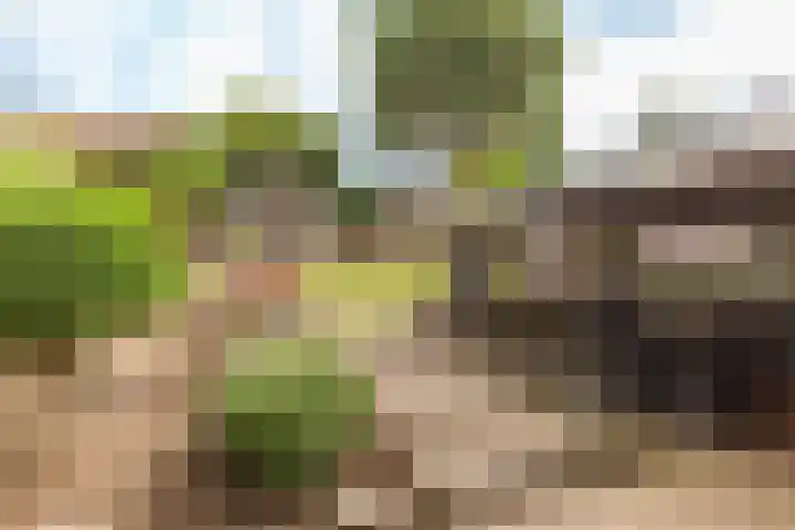 Zandberg 98 Bocholtz thumbnail 8