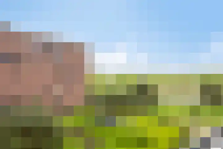 Zandbloem 55 Eindhoven thumbnail 15