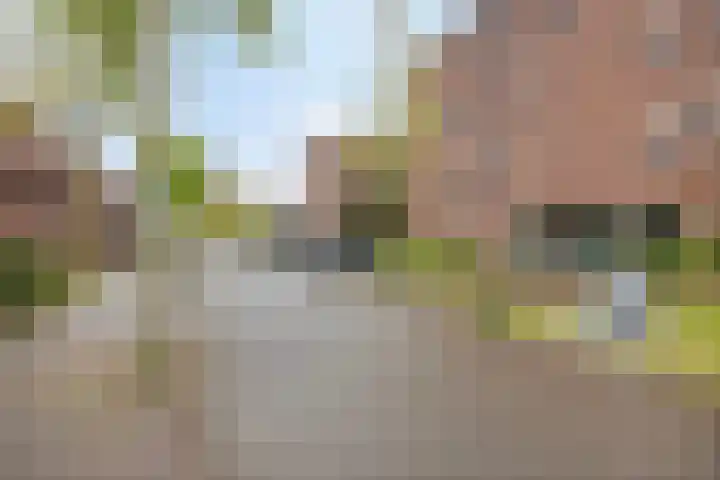 Zandbloem 55 Eindhoven thumbnail 4