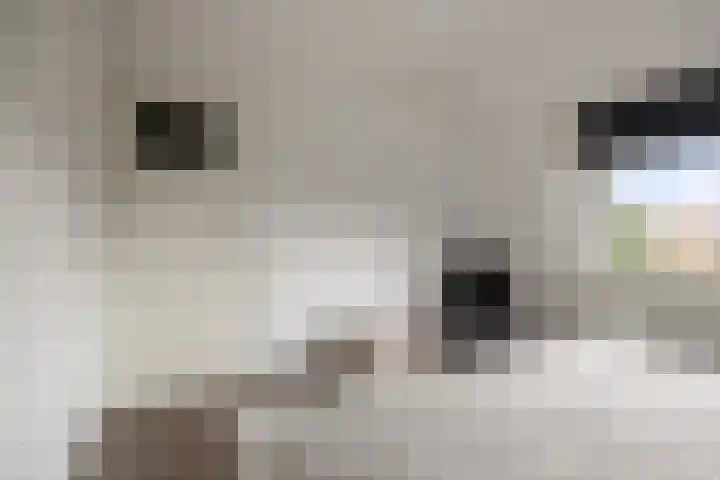 Zandburen 21 Hippolytushoef thumbnail 16