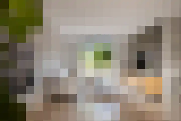 Zandburen 21 Hippolytushoef thumbnail 5