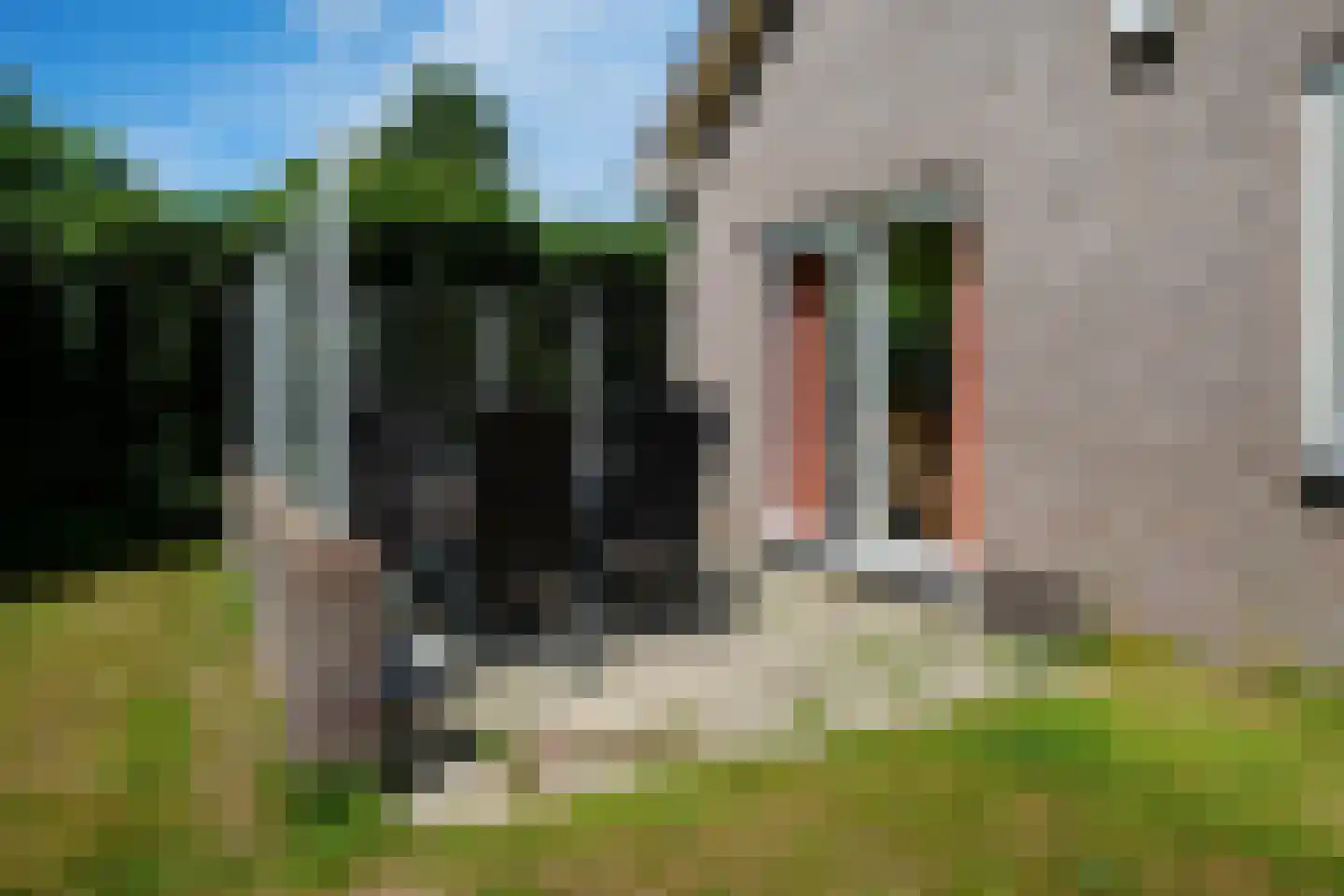 Zanddijk 260 De Cocksdorp thumbnail 4