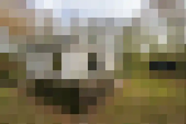 Zanddijk 72 De Cocksdorp thumbnail 31