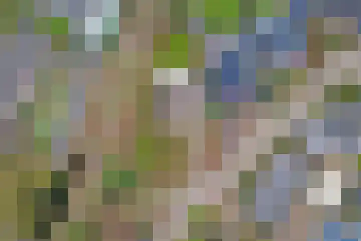 Zandeind 15 b Riel thumbnail 4