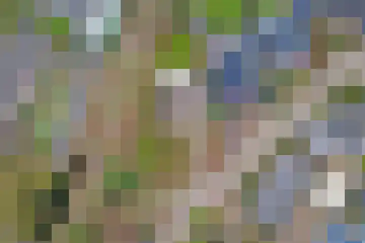 Zandeind 15 b Riel thumbnail 45