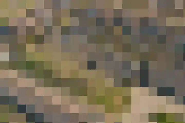 Zandgors 23 Mijnsheerenland thumbnail 31