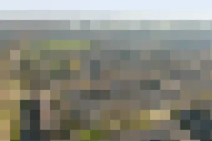 Zandgors 23 Mijnsheerenland thumbnail 32