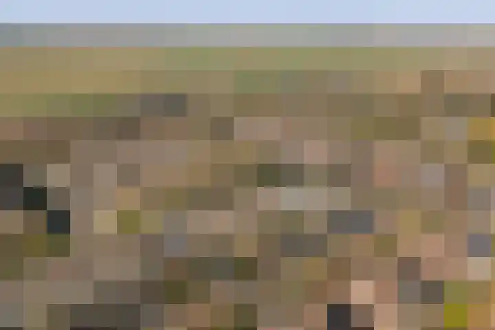 Zandgors 23 Mijnsheerenland thumbnail 33
