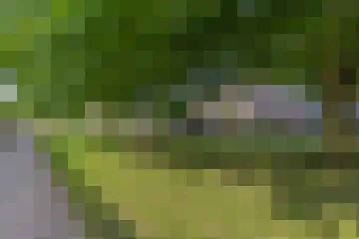 Zandgors 53 Mijnsheerenland thumbnail 34