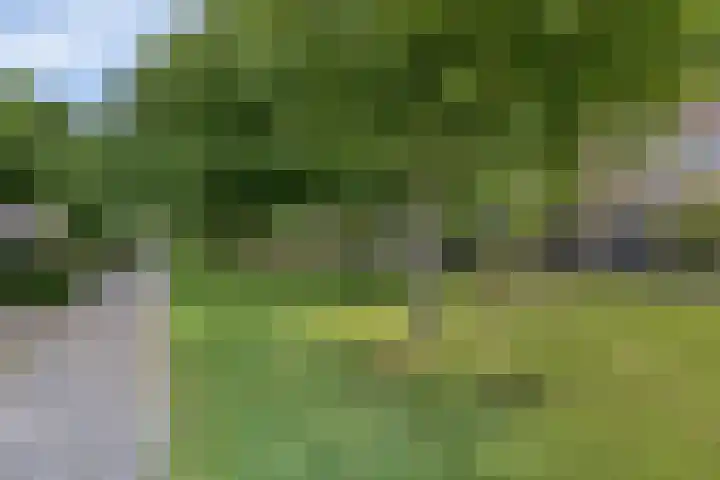 Zandgors 53 Mijnsheerenland thumbnail 36