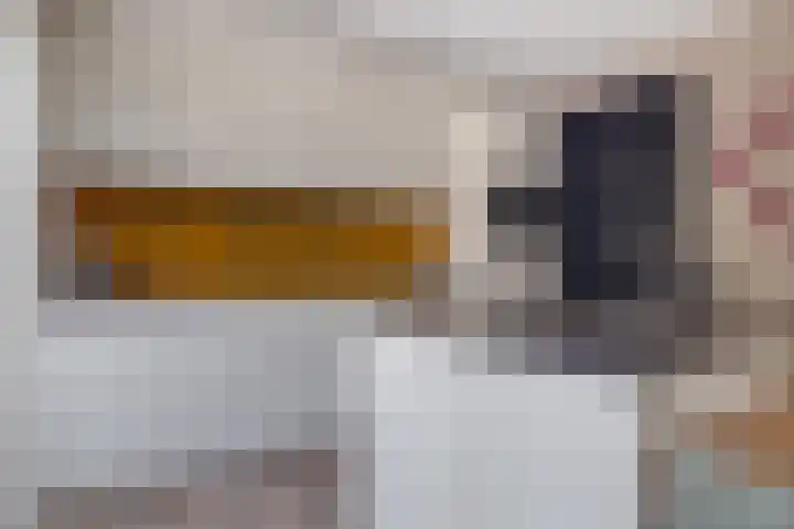 Zandhaai 1 A Eindhoven thumbnail 21