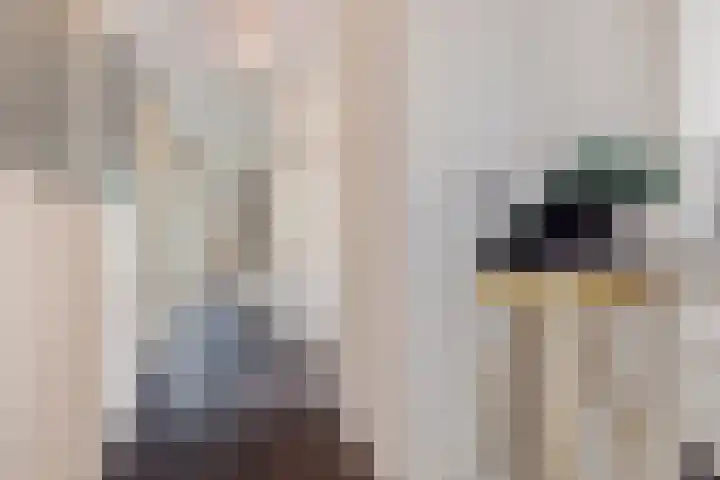 Zandhaai 1 A Eindhoven thumbnail 31
