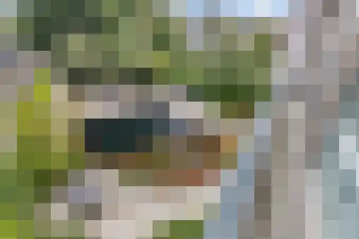 Zandhaai 1 A Eindhoven thumbnail 42