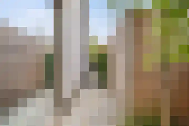 Zandhaai 1 A Eindhoven thumbnail 52