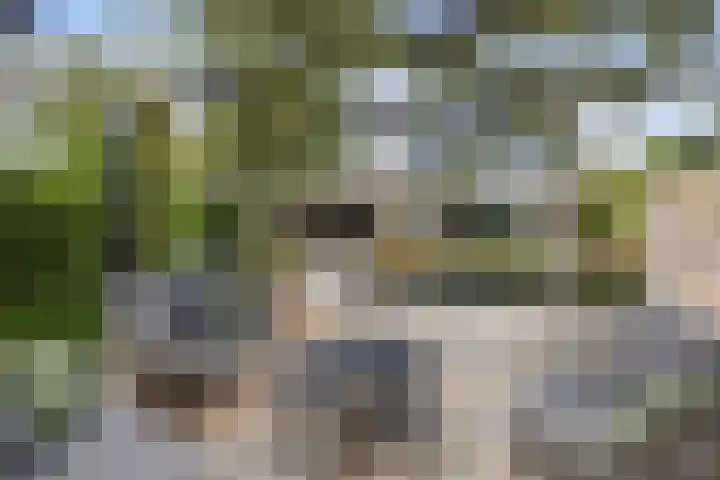 Zandhaai 1 A Eindhoven thumbnail 62