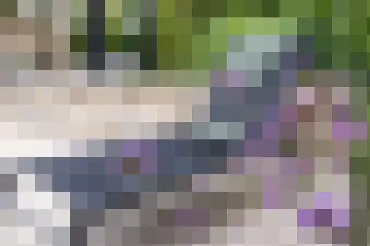 Zandhaai 1 A Eindhoven thumbnail 65