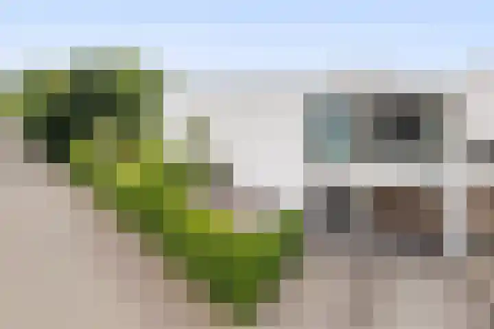 Zandhaai 1 A Eindhoven thumbnail 71