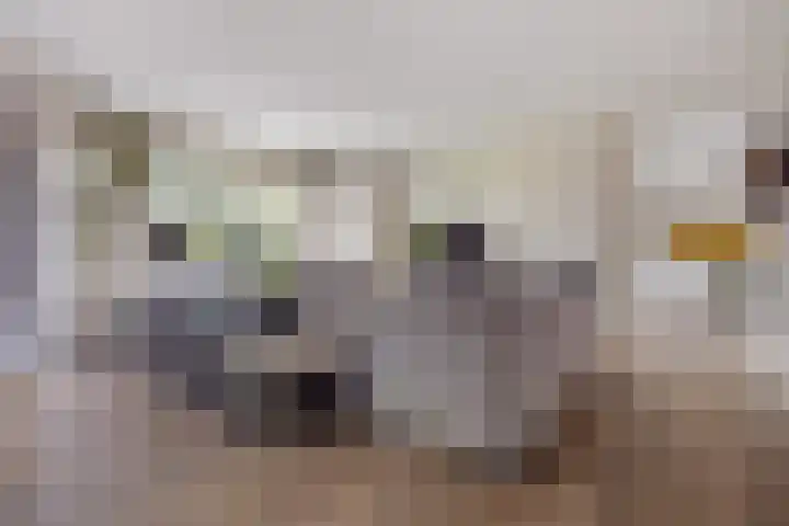 Zandhaai 1 A Eindhoven thumbnail 8