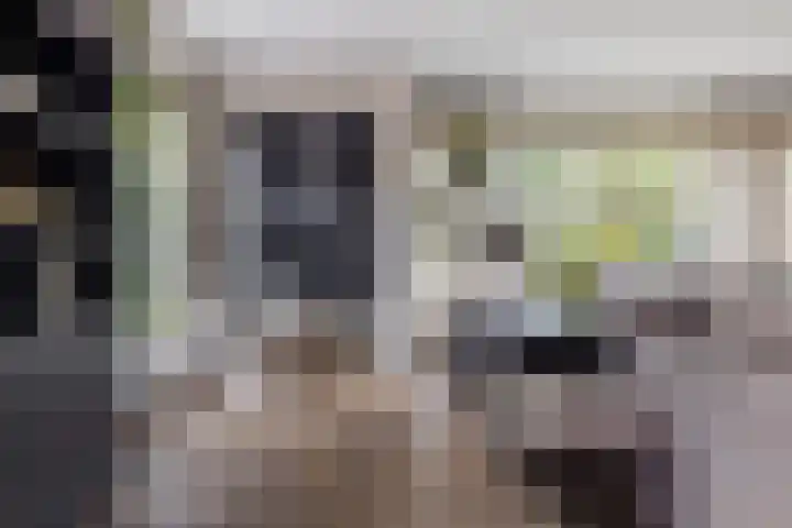 Zandhaai 1 A Eindhoven thumbnail 9