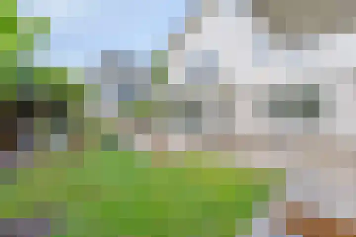 Zandhagedis 34 Eindhoven thumbnail 50