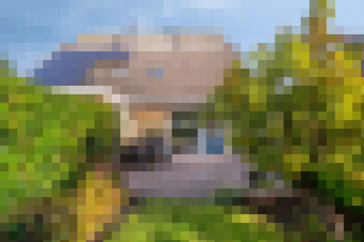 Zandhamel 8 Assen thumbnail 24