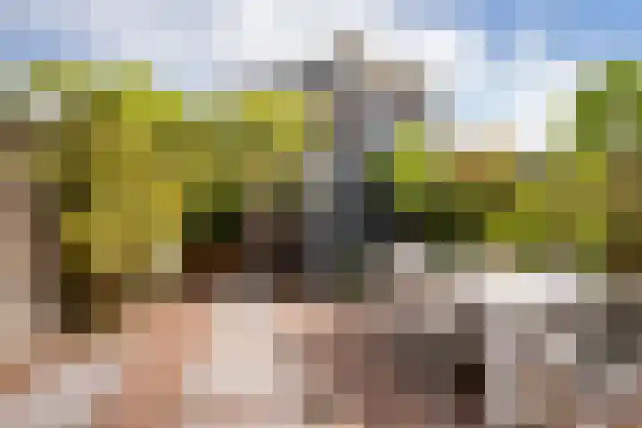 Zandhaver 39 Naaldwijk thumbnail 12