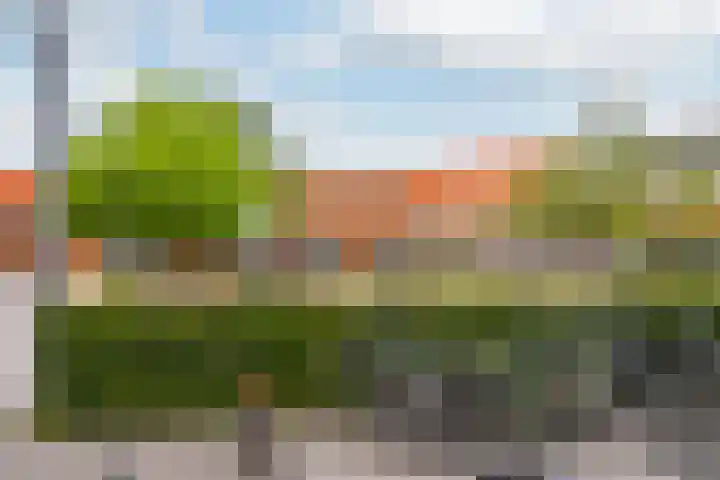 Zandhaver 39 Naaldwijk thumbnail 43