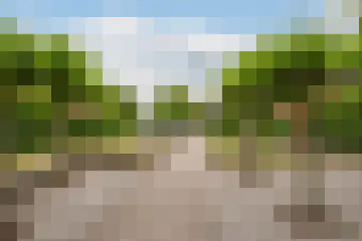 Zandhaver 39 Naaldwijk thumbnail 44