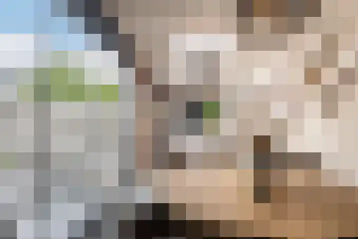Zandhaver 45 Naaldwijk thumbnail 16