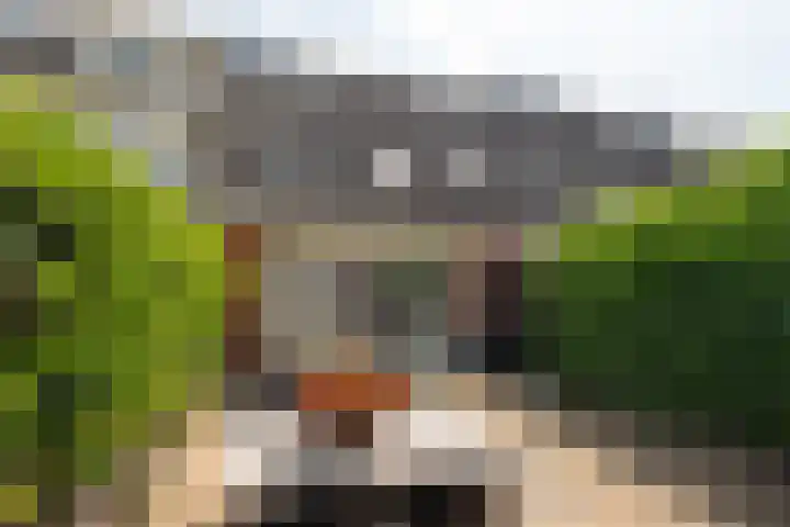 Zandheuvel 26 Kortenhoef thumbnail 20