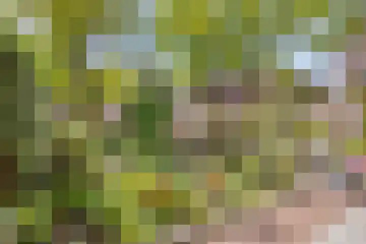 Zandhorstlaan 223 Oldenzaal thumbnail 21