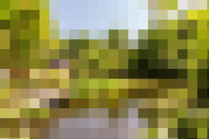 Zandhuisweg 100 Hulshorst thumbnail 6