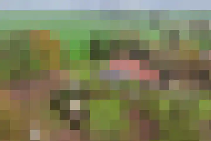 Zandhuizerweg 41 Zandhuizen thumbnail 5