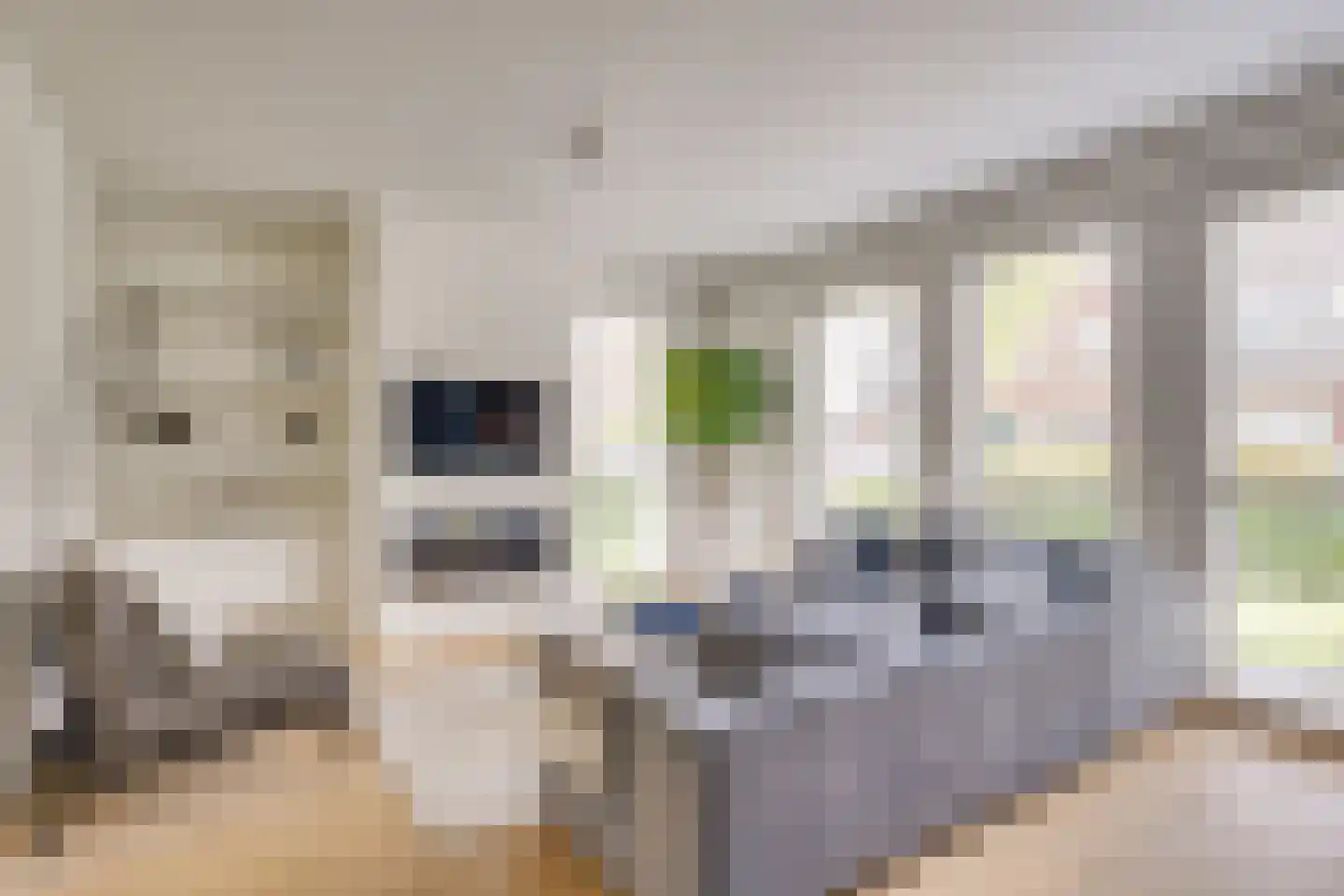 Zandoogje 1 Mierlo thumbnail 17