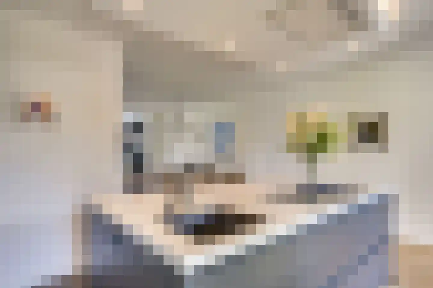 Zandoogje 1 Mierlo thumbnail 20