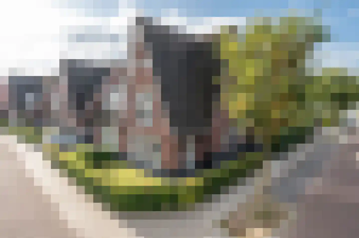 Zandoogje 1 Mierlo thumbnail 9