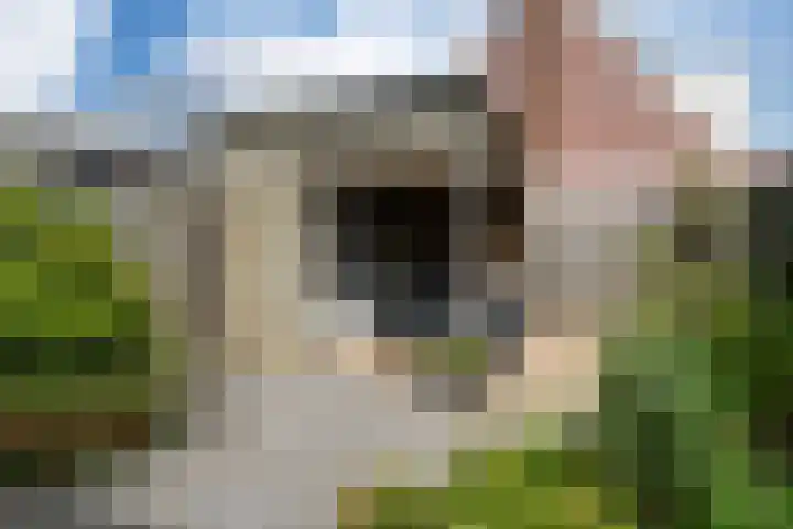 Zandoogje 1 Sneek thumbnail 26