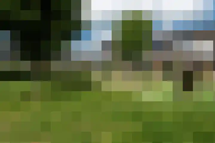 Zandoogje 1 Sneek thumbnail 46