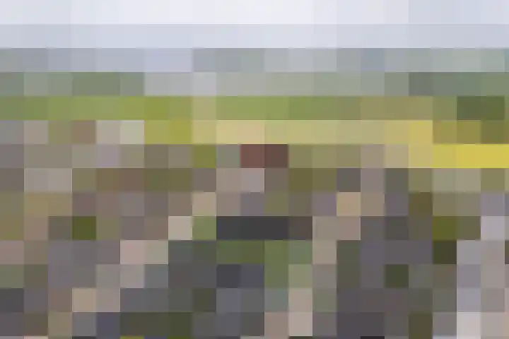 Zandoogje 1 Sneek thumbnail 49