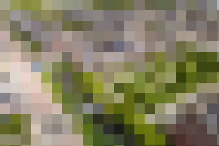 Zandoogje 1 Sneek thumbnail 5