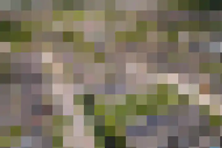Zandoogje 1 Sneek thumbnail 50