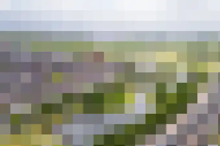 Zandoogje 1 Sneek thumbnail 54