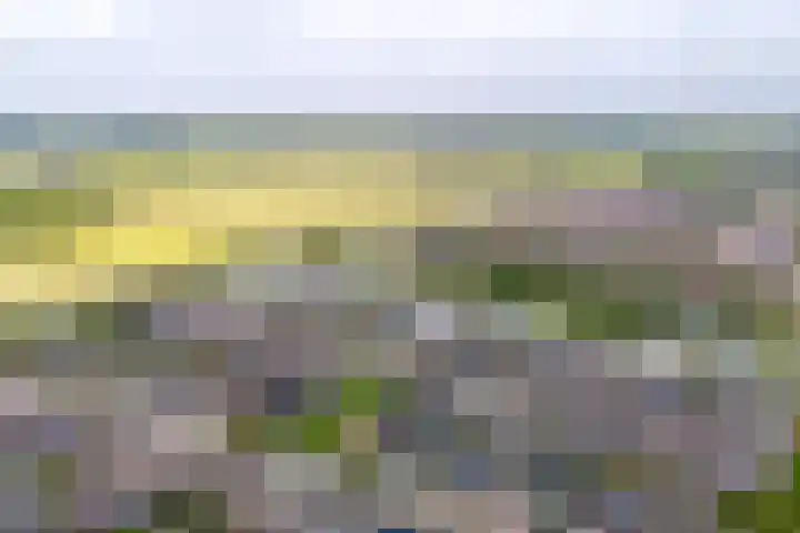 Zandoogje 1 Sneek thumbnail 55
