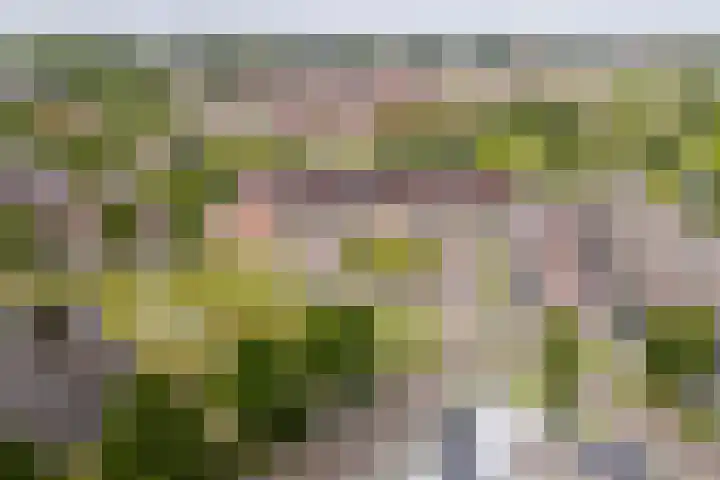 Zandoogje 1 Sneek thumbnail 56