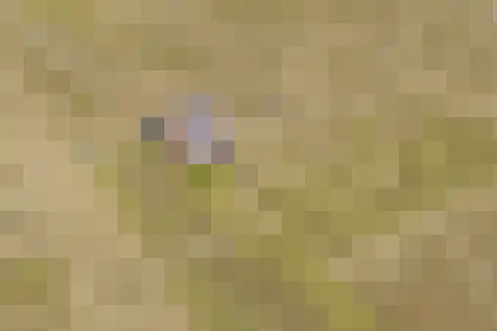 Zandoogje 1 Sneek thumbnail 6