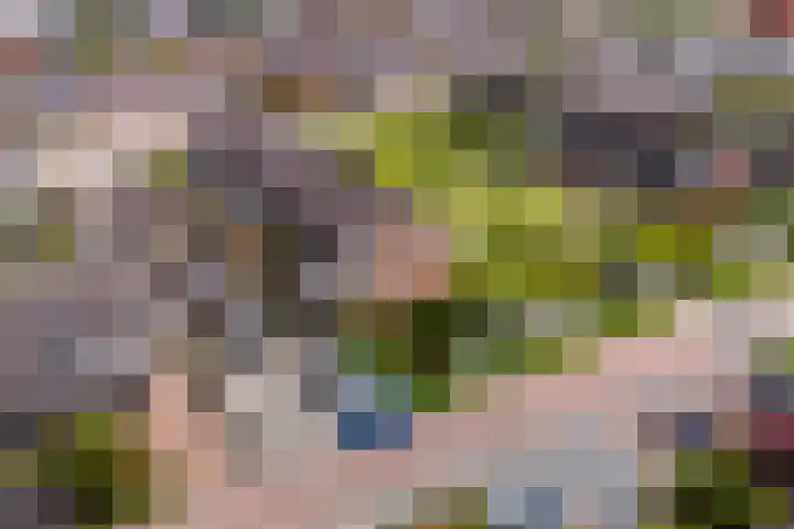 Zandoogje 1 Sneek thumbnail 7