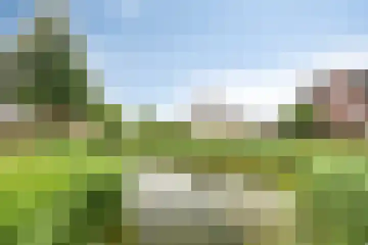 Zandoogje 16 Nijkerk thumbnail 27